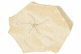 Jurassic Brittle Star Fossil - Solnhofen #256663-1